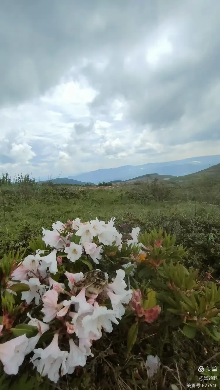 巧家马树湿地黑颈鹤保护区摄影观鹤攻略